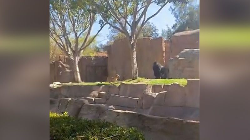 Do výběhu goril v zoo vnikl pes. Primátům se to pranic nelíbilo